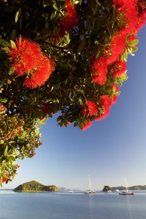 Pohutukawa at Paihia