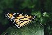 Monarch (male, thin veins