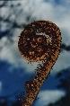Fern