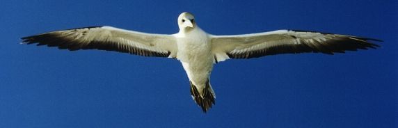 Gannet in flight