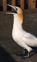 Gannet, yawning