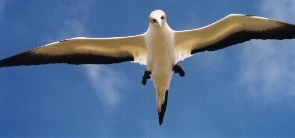 Gannet in flight