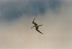 tern in flight