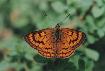 Common copper butterfly