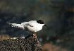 tern on rock