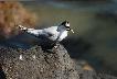 tern on rock, with catch