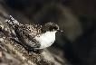 young tern (fledged)