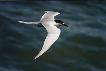 tern in flight