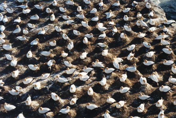 130 gannets (late afternoon sun)