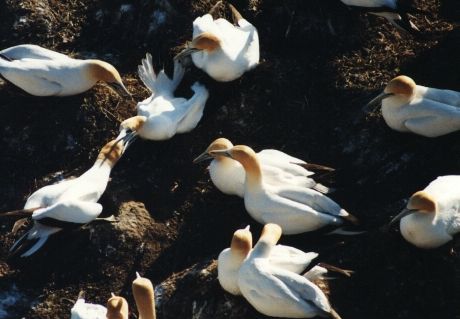 Gannets fighting (late afternoon sun)