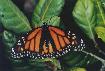 monarch (female, heavy black veins)