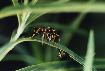 wasp, eating larva