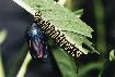 caterpillar and nearly mature pupa