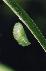 developing chrysalis
