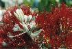 Pohutukawa blossom