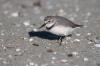 Wrybill at Miranda